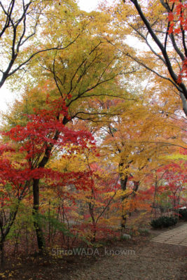 gs16074-10-9503jpg_28580483015_o