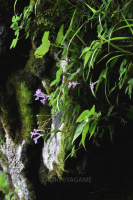 gs160802jpg_28937365772_o