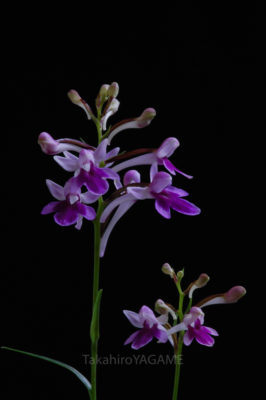 gs160803jpg_28966903061_o