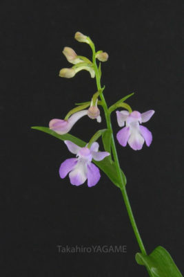 gs160806-jpg_28966904421_o