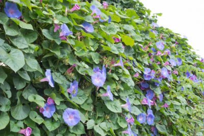 gs160802-4453jpg_28444263683_o