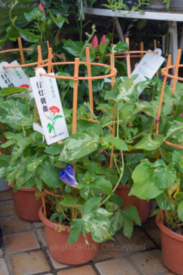 gs160803-2769jpg_28444265283_o