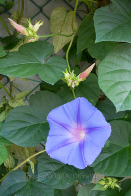 gs160805-3654jpg_28444266793_o