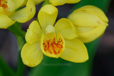 gs160802jpg_29059788515_o