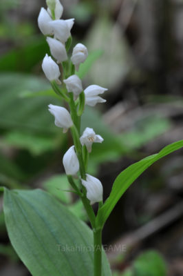 gs160803-jpg_28983417481_o