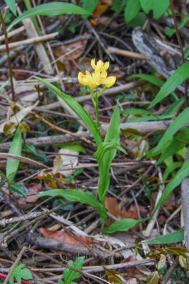 gs160804-jpg_28954353172_o