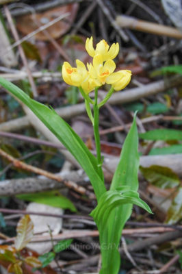 gs160805jpg_28954351372_o