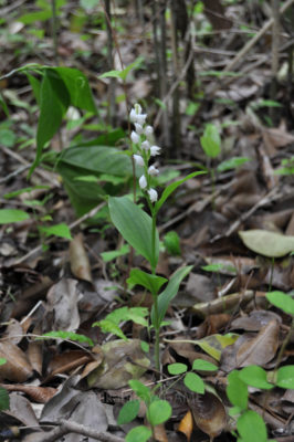 gs160806jpg_28983418721_o