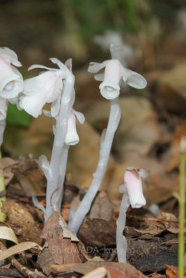 gs160803-365-2jpg_28440032474_o