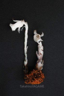 gs160804-jpg_28440030274_o