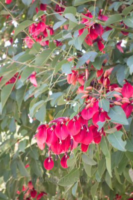 gs160804-9901jpg_29019036965_o