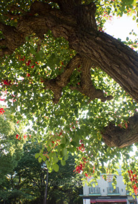 gs160809-9933jpg_28733093340_o