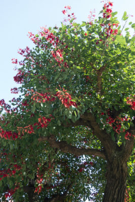 gs160811-9911jpg_29019064395_o