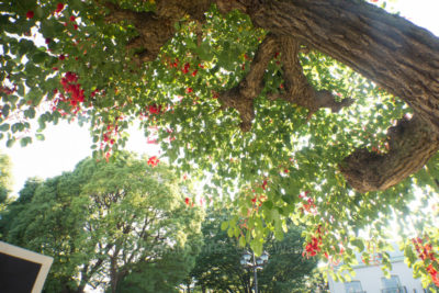 gs160812-9932jpg_28914226482_o