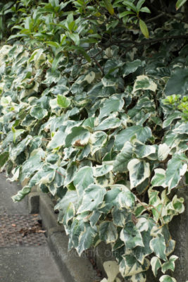 gs160803-1168jpg_28957837142_o