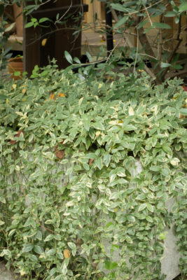 gs160804-1337jpg_28986777441_o