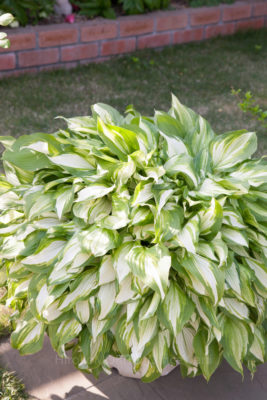 gs160805-5011jpg_28986779701_o