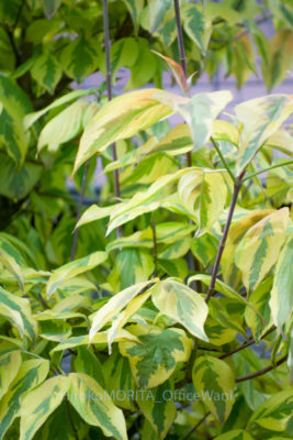 gs160806-1728jpg_28776944400_o