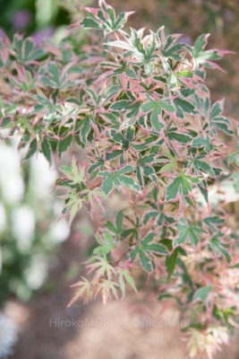 gs160807-2480jpg_28776945780_o