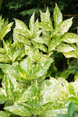 gs160810-2419jpg_28957846882_o