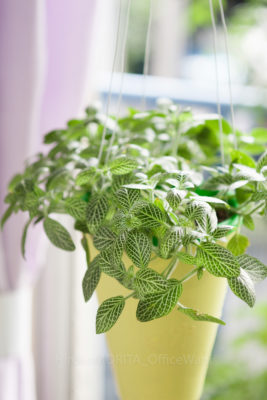 gs160811-9511jpg_28776952720_o