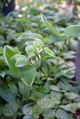 gs160816-4954jpg_28776964430_o