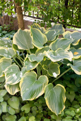 gs160817-2381jpg_28776966570_o