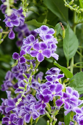 gs160818-3272jpg_28986793081_o