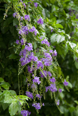 gs160819-3274jpg_28986793681_o