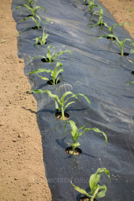 gs160802-2181jpg_28777234500_o