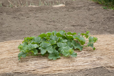 gs160803-5854jpg_28777236110_o