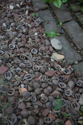 gs160807-4036jpg_29030593366_o