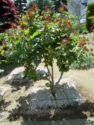 gs160808-4981jpg_29030594496_o