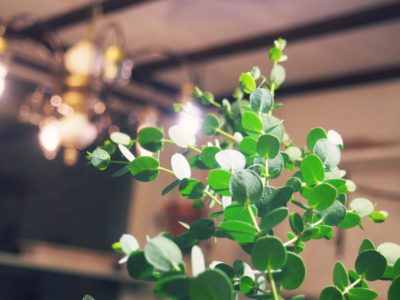 Photo by コロスケさん@GreenSnap