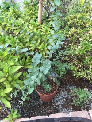 Photo by よめこさん@GreenSnap