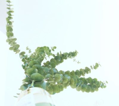 Photo by Je suis…さん@GreenSnap